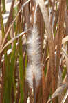 Cogongrass